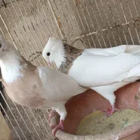 طوقی کرمانشاهی|پرنده|لامرد, |دیوار