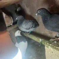 کبوتر|پرنده|ضیاء آباد, |دیوار