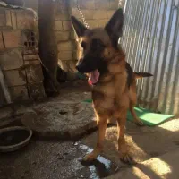 سگ ژرمن