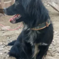 سگ خونگی|سگ|کوچصفهان, |دیوار