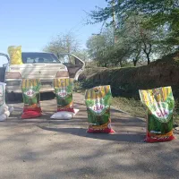 برنج محلی عنبر