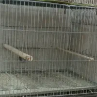 قفس قناری + تعدادی وسیله