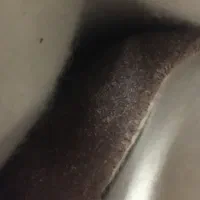 پالاز موکت ۱۲ متری کالباسی|موکت|کرمانشاه, |دیوار