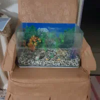 آکواریوم شیشه خم|ماهی|پرند, فاز ۲|دیوار