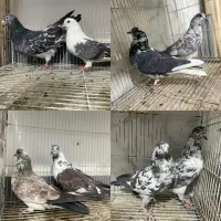 کبوتر کفتر پرشی درجه یک به شرط