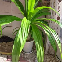 گل اشک ملکه|گل و گیاه طبیعی|اصفهان, ارداجی|دیوار