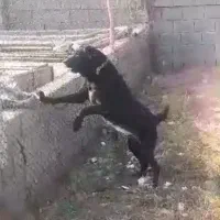 سرابی ماده درجه یک....