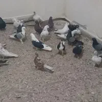 کبوتر‌کله‌ماستی