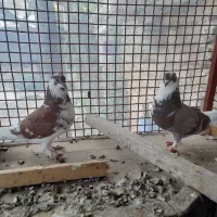 کبوتر|پرنده|آزادشهر, |دیوار