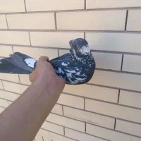 کقتر|پرنده|سیرجان, |دیوار