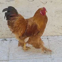 مرغ وخروس زینتی پاپری