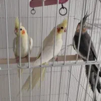 عروس هلندی