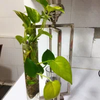 فانوس رومیزی نو نو