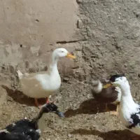 دو جفت اردک بزرگ تخم گذار