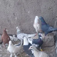 کبوترنر|پرنده|اقبالیه, |دیوار