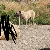 ماده سرابی الان 16 ماهشه