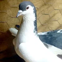 یه جفت راست    و افشان و کاکلی