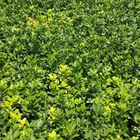 گل پیچک رونده پاپیتال‌.شمشادمناسب باغ ویلا