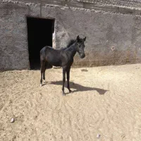 کره عرب