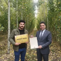 خرید و نمایندگی نهـال صــنـوبر با رشد تضمینشده