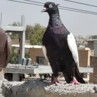 پرنده جوان