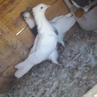 سه عدد کبوتر