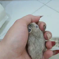 همستر دستی ورام|موش و خرگوش|تهران, سجاد|دیوار