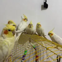 انواع عروس هلندی نرو ماده فروش