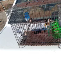 سهره جوجه نر|پرنده|سنقر, |دیوار