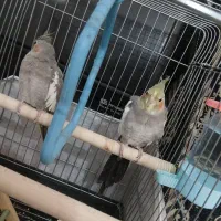 عروس هلندی