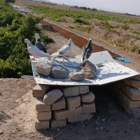 کفتر|پرنده|اراک, |دیوار