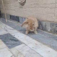 نیمه لوپ