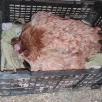 مرغ کرک با جوجه نژادی|حیوانات مزرعه|بهبهان, |دیوار