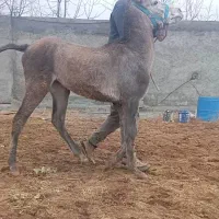 کره اسب از خط خونی انسیاتور (آذرخش) یکساله