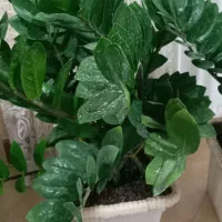 گلهای اپارتمانی باکیفیت وخاص