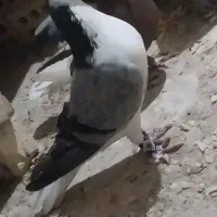 کفتر|پرنده|خمینیشهر, |دیوار