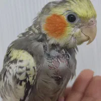 گمشده  گمشده|حیوانات|بندر ماهشهر, |دیوار