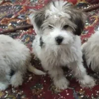 واگذاری میشه|سگ|میانه, |دیوار