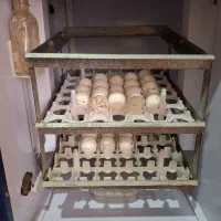 دستگاه جوجه کشی بلدرچین دماوند|لوازم جانبی حیوانات|بهشهر, |دیوار