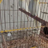 ۳ جفت عروس هلندی مولد