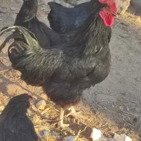 خروس تمام مشکی برای کشتن|حیوانات مزرعه|فیروزه, |دیوار