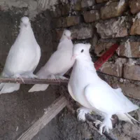 نرو ماده هما کاکلی پاجغدی
