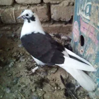 ملفق اصفهانی۳ عدد