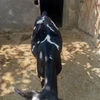 گاو