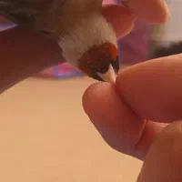 سهره نر|پرنده|پارسآباد, |دیوار