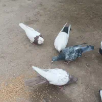 کفتر