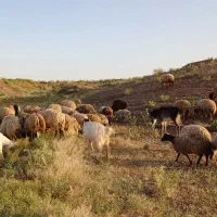 میش جوان بدون بره باب مالداری