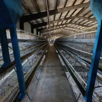 اجاره مرغداری تخم گذار85هزاری باپروانه ومجوزممیزی|اجارهٔ دفتر صنعتی، کشاورزی، تجاری|تیران, |دیوار