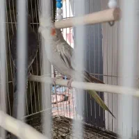 معاوضه با کوتله برزلی