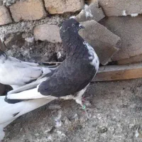 کفتر هما.دم سبز . سوسکی|پرنده|اصفهان, محمودیه|دیوار